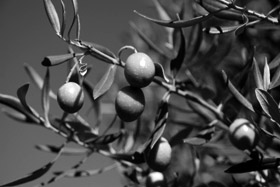 olive