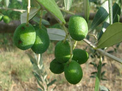oliveto